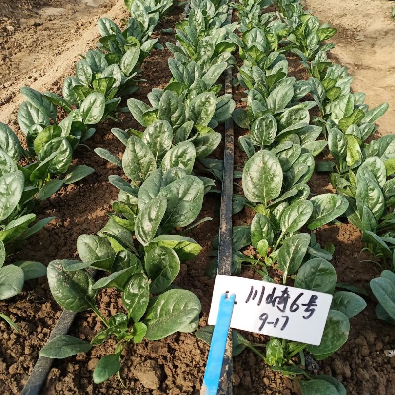 欧兰德川崎6号菠菜种子抗病耐寒菠菜种籽叶肉肥厚基地专用籽