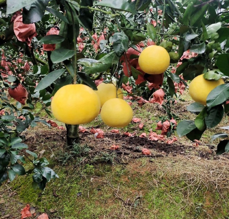 福建平和葡萄柚皮薄多汁，产地直发货量充足欢迎来电采购