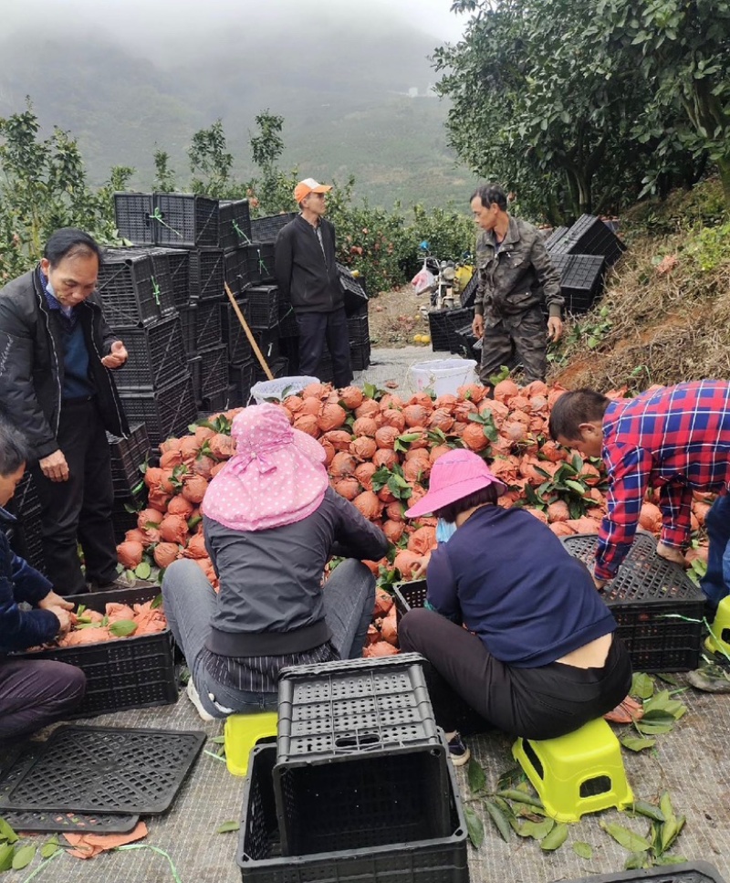 福建平和葡萄柚皮薄多汁，产地直发货量充足欢迎来电采购