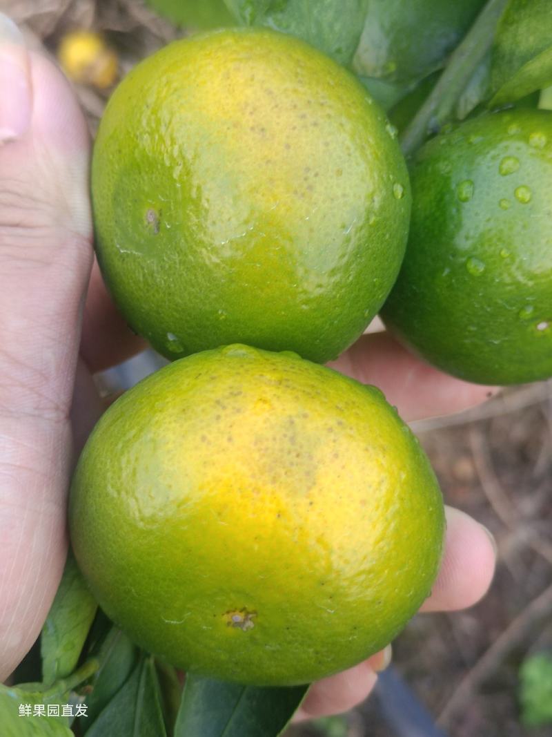 特早蜜橘，高次，炸汁，罐头果都有