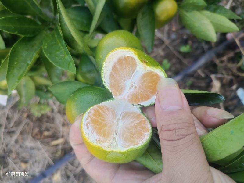 特早蜜橘，高次，炸汁，罐头果都有