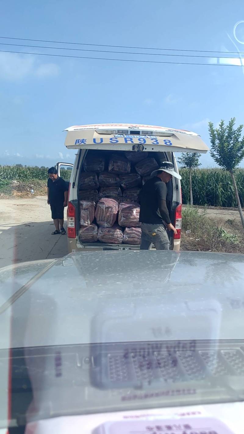 陕西咸阳白心红薯秦暑五号大量出货中供应各个商家诚信你我，