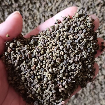 吴茱萸干货