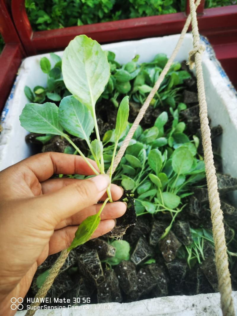 莲花白苗，平顶甘蓝苗，穴盘包菜苗