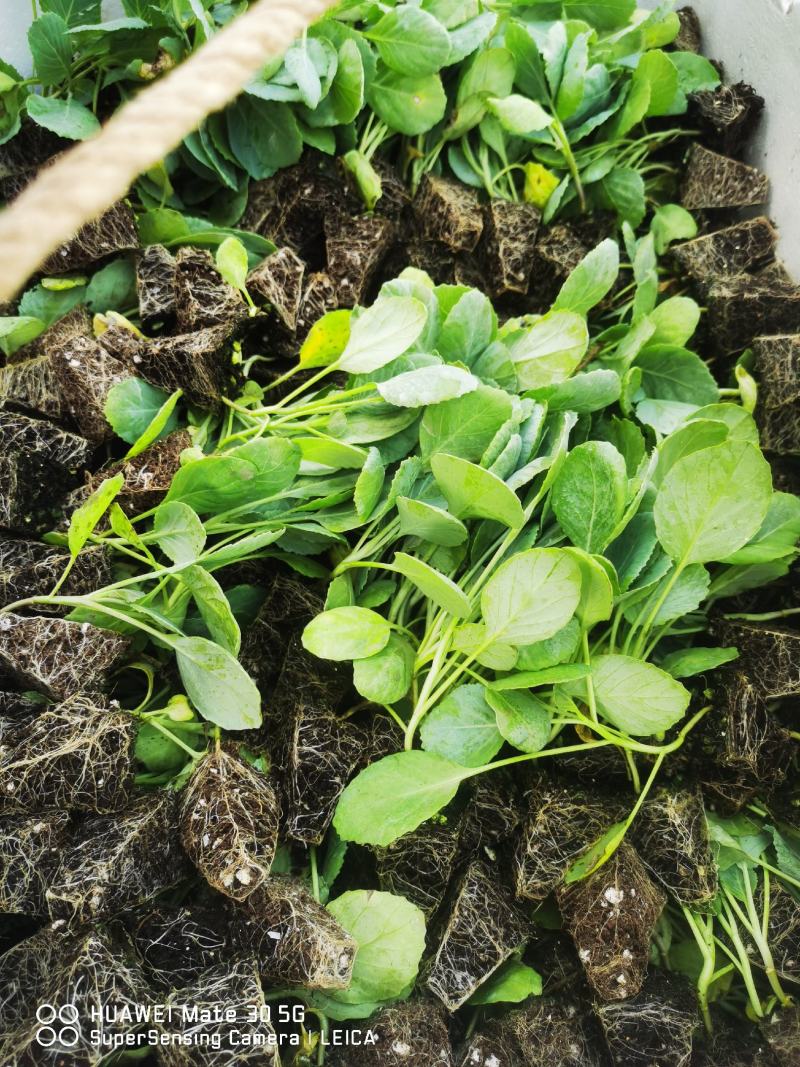 莲花白苗，平顶甘蓝苗，穴盘包菜苗