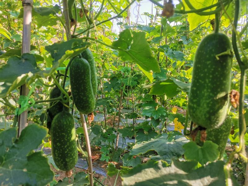 亮丰818有机蔬菜冬瓜