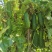 亮丰818有机蔬菜冬瓜