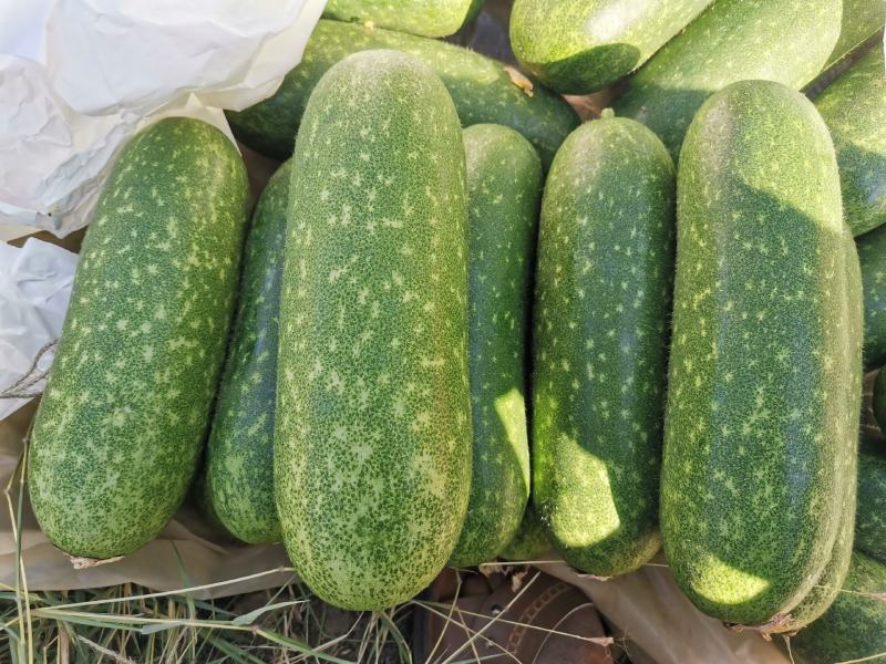 亮丰818有机蔬菜冬瓜
