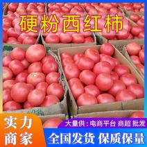 大红硬粉西红柿石头果货源充足保质保量