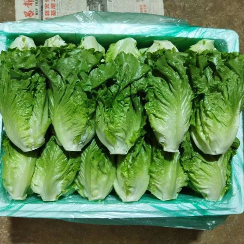[来电立减]精品生菜，意大利生菜产地直供欢迎来电采购