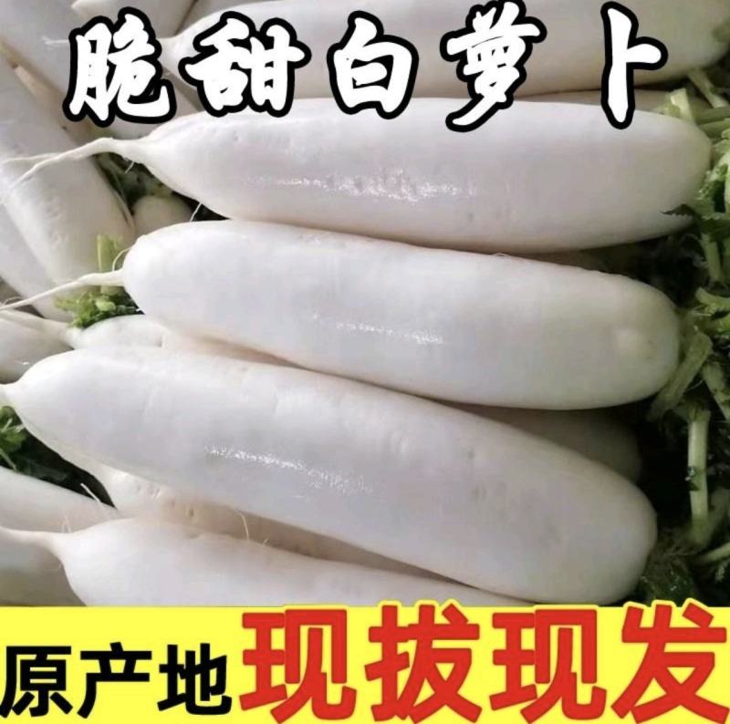 精品白萝卜诚信代办品质有保障，支持视频看货