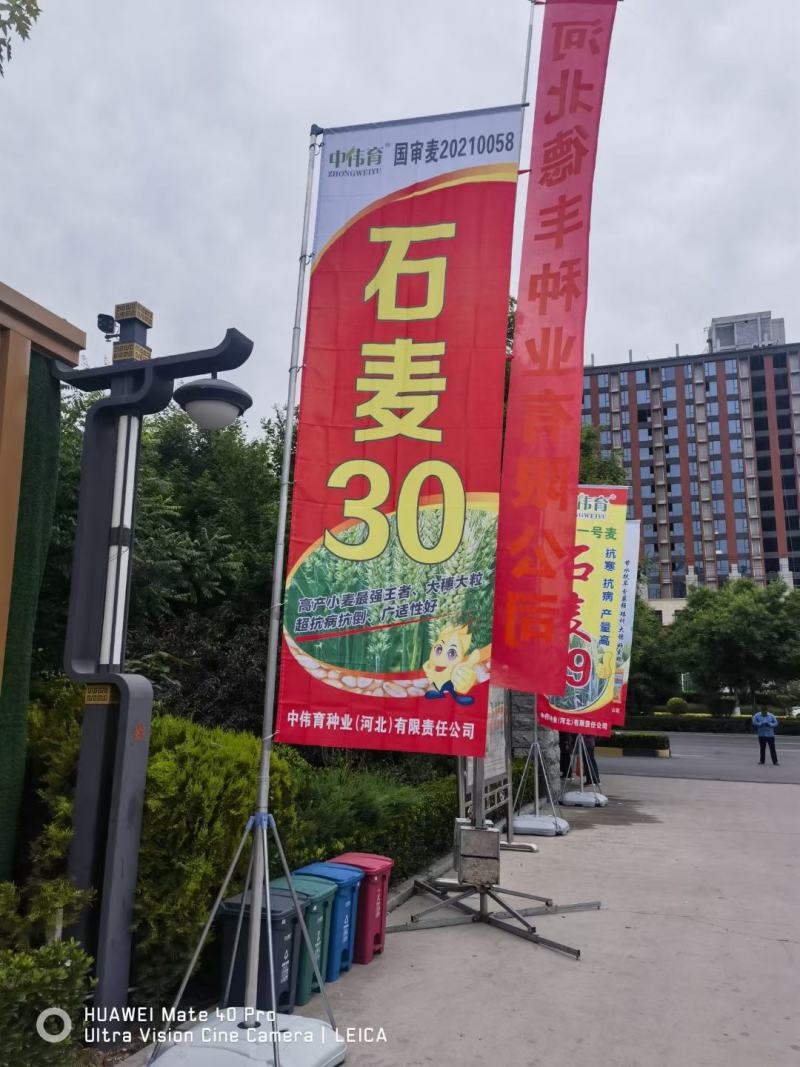 2021年审定节水，抗旱抗冻新品种石麦30