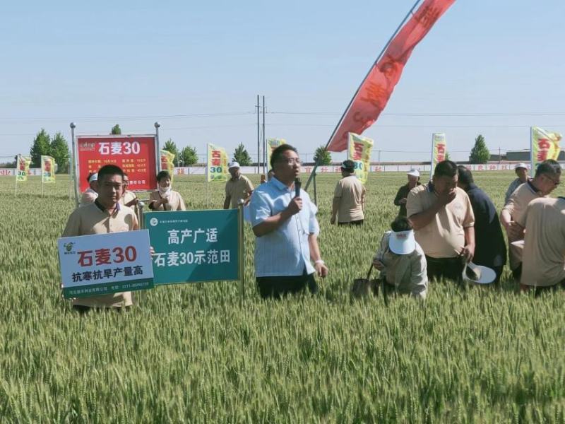 2021年审定节水，抗旱抗冻新品种石麦30