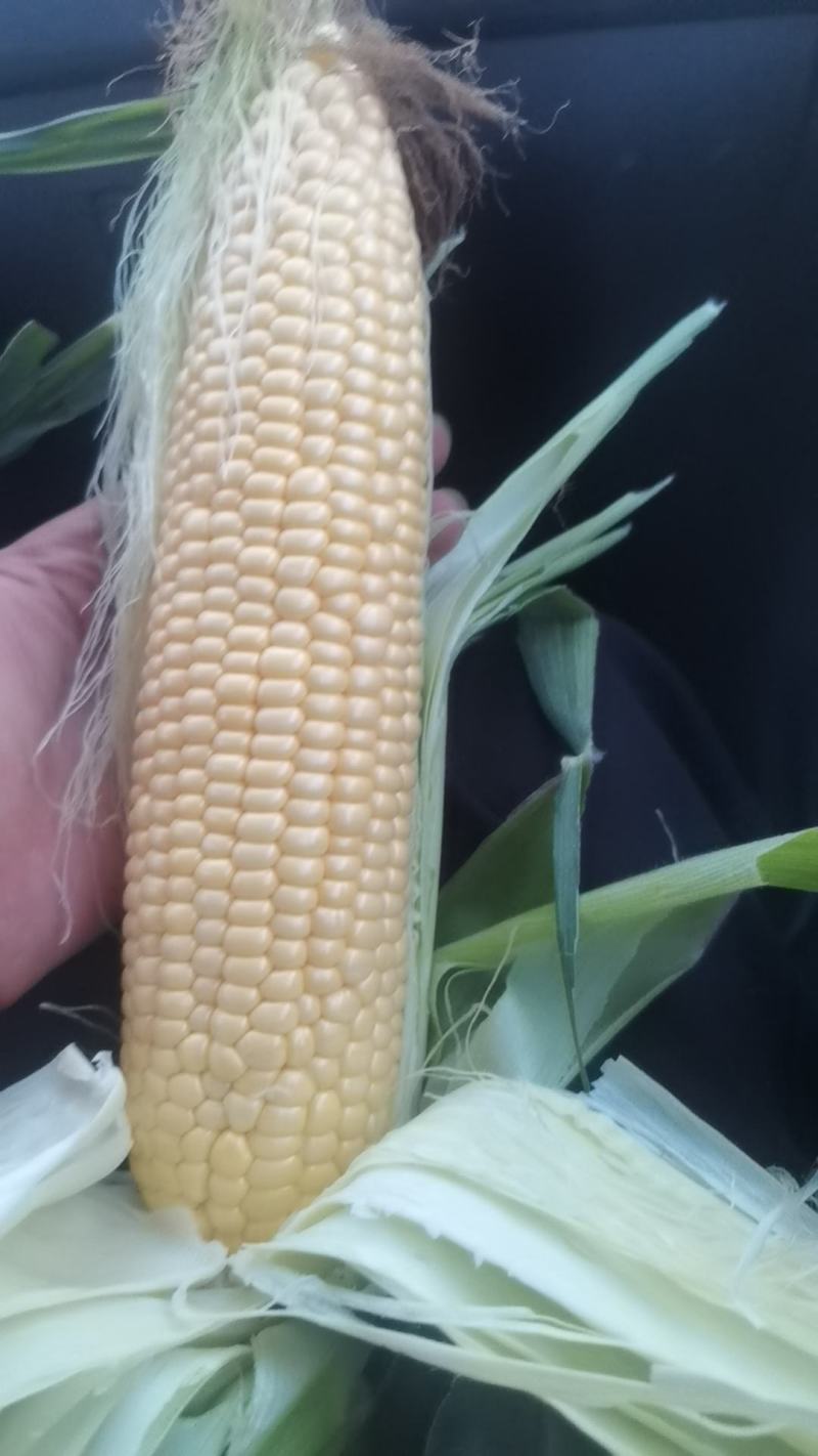 静乐万糯2000鲜玉米
