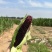 静乐万糯2000鲜玉米