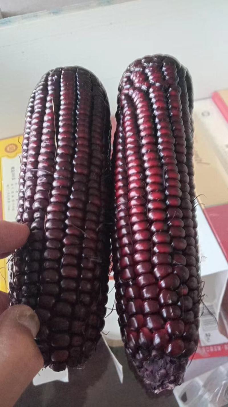 静乐万糯2000鲜玉米