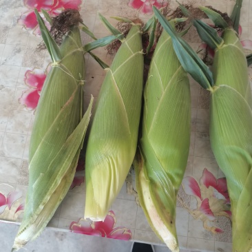 静乐万糯2000鲜玉米