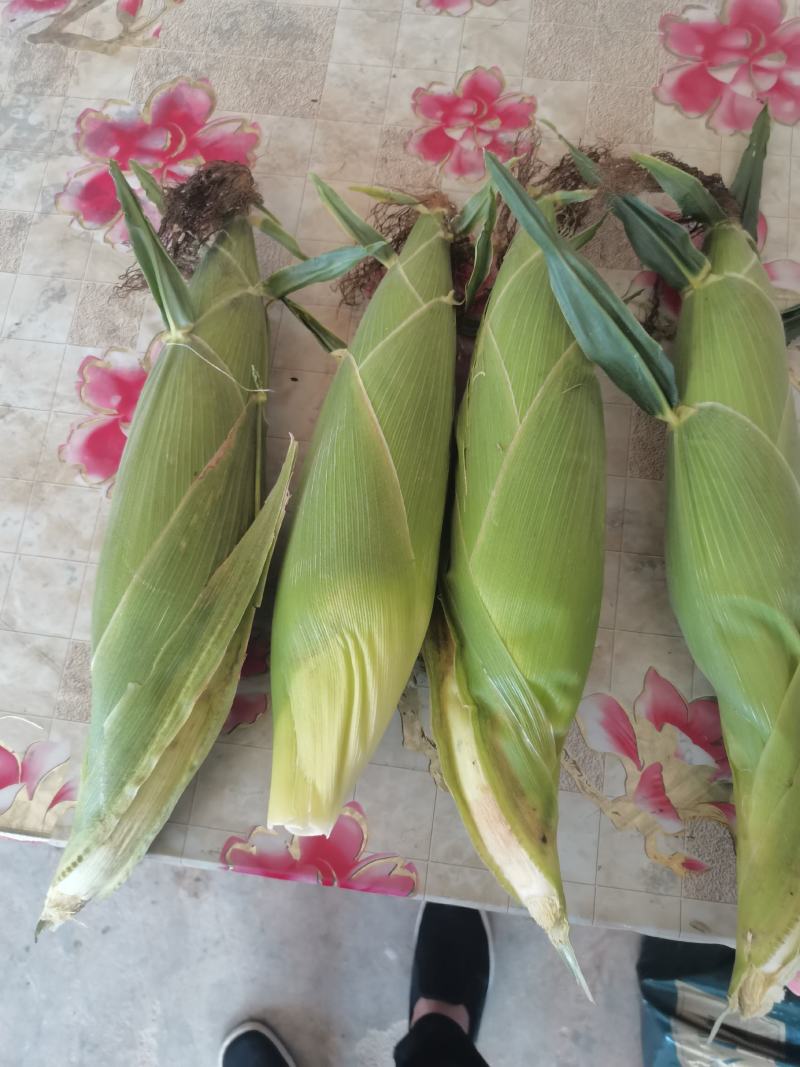静乐万糯2000鲜玉米