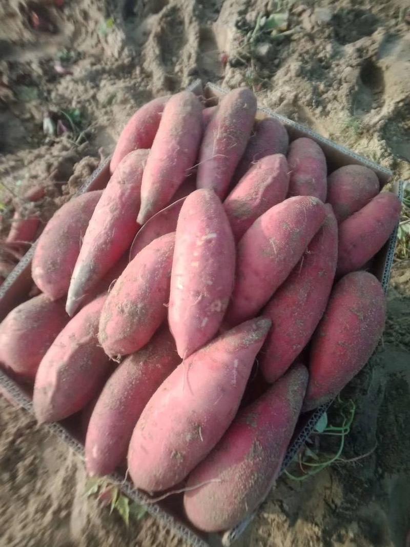 【实力商家】精品西瓜红红薯现挖现发大量供应一手货源