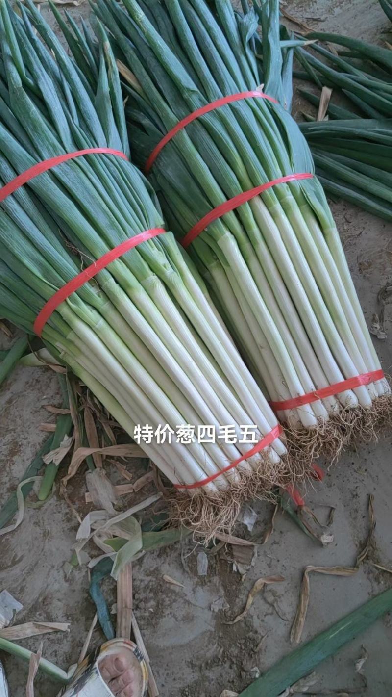 山西钢葱【产地直发】对接电商，商超，一件代发