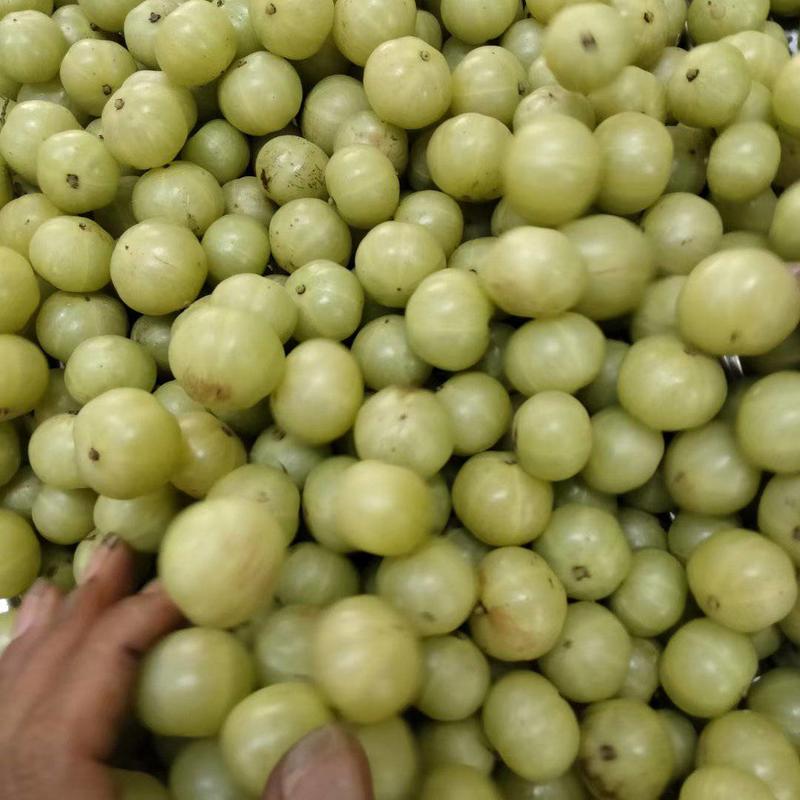 广西平南县丹竹油柑果正在大量上市欢迎各界经销商老板到来选