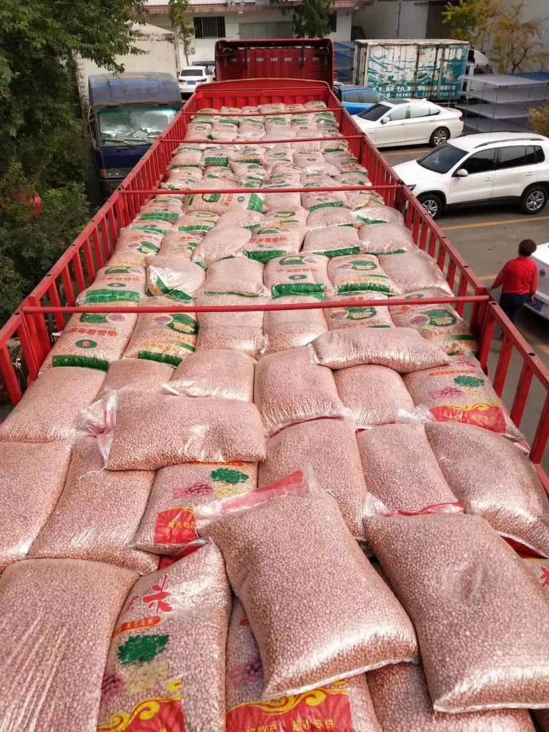 山东省邹城市白沙花生米八个的筛选的精米，