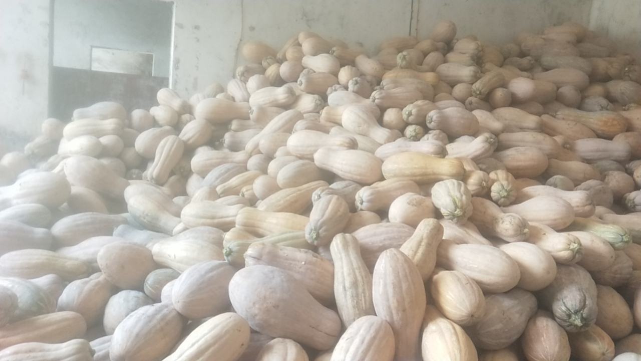 金典蜜本南瓜在超市货架上展示,包装整洁,消费者正在挑选 金典蜜本南瓜在超市销售的场景