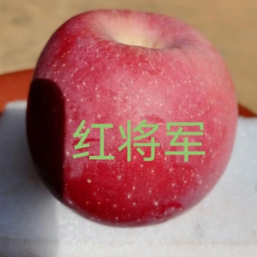 红将军大凉山丑苹果