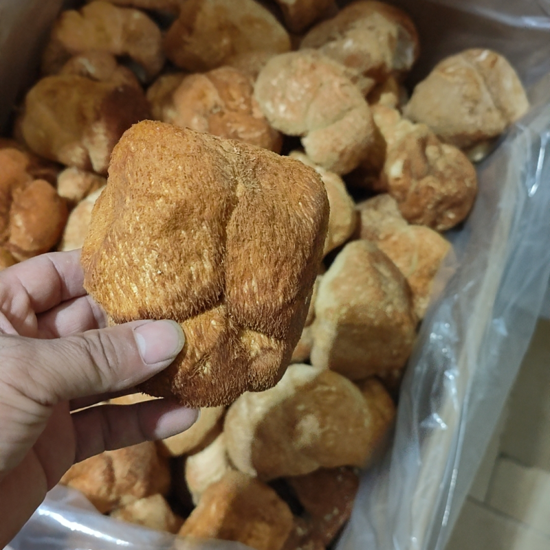 东北大个猴头菇