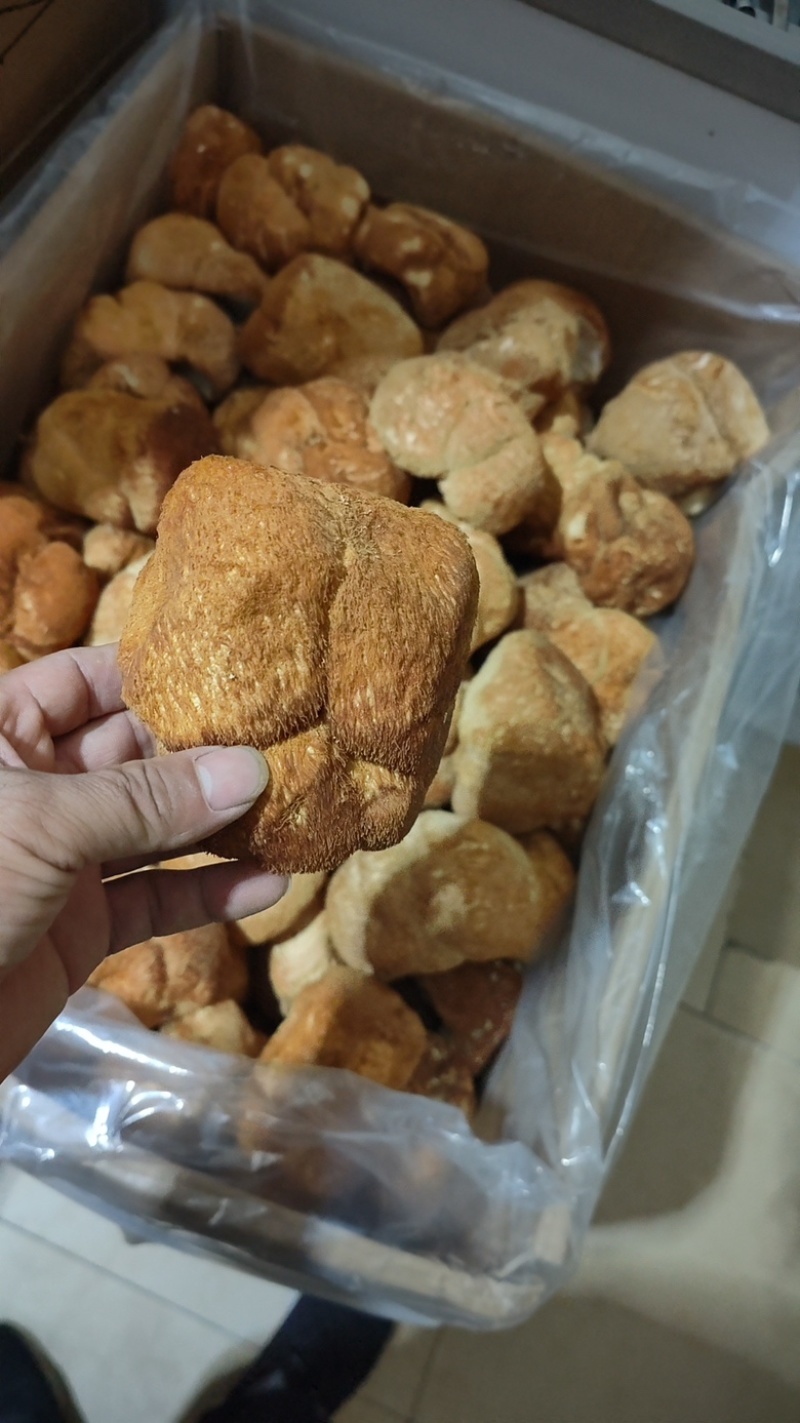 东北大个猴头菇