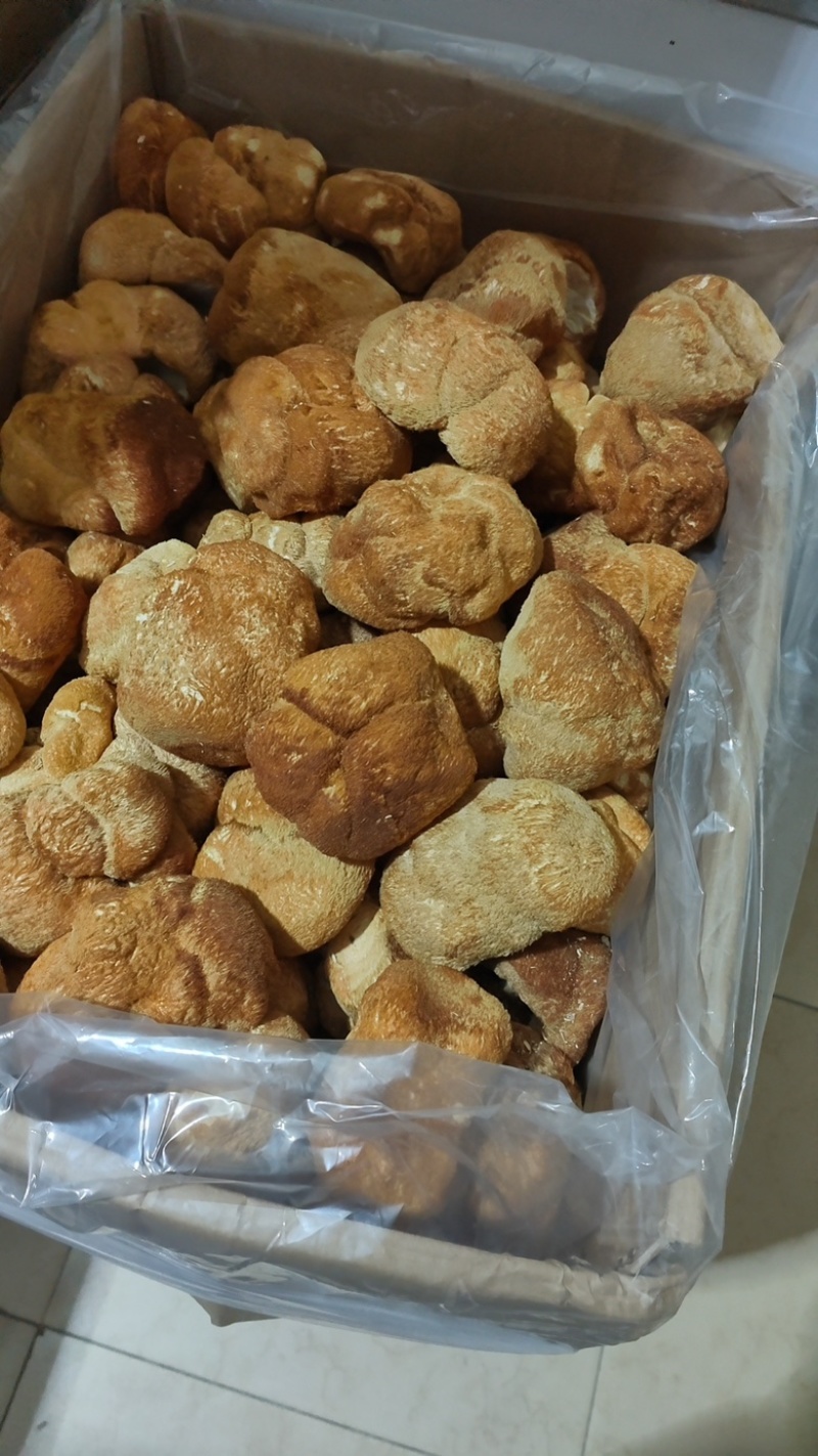 东北大个猴头菇