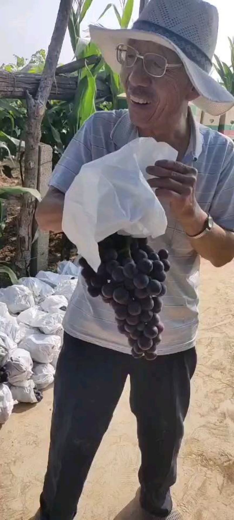 陕西正品户太八号葡萄大量上市，可视频看货，各种规则选择