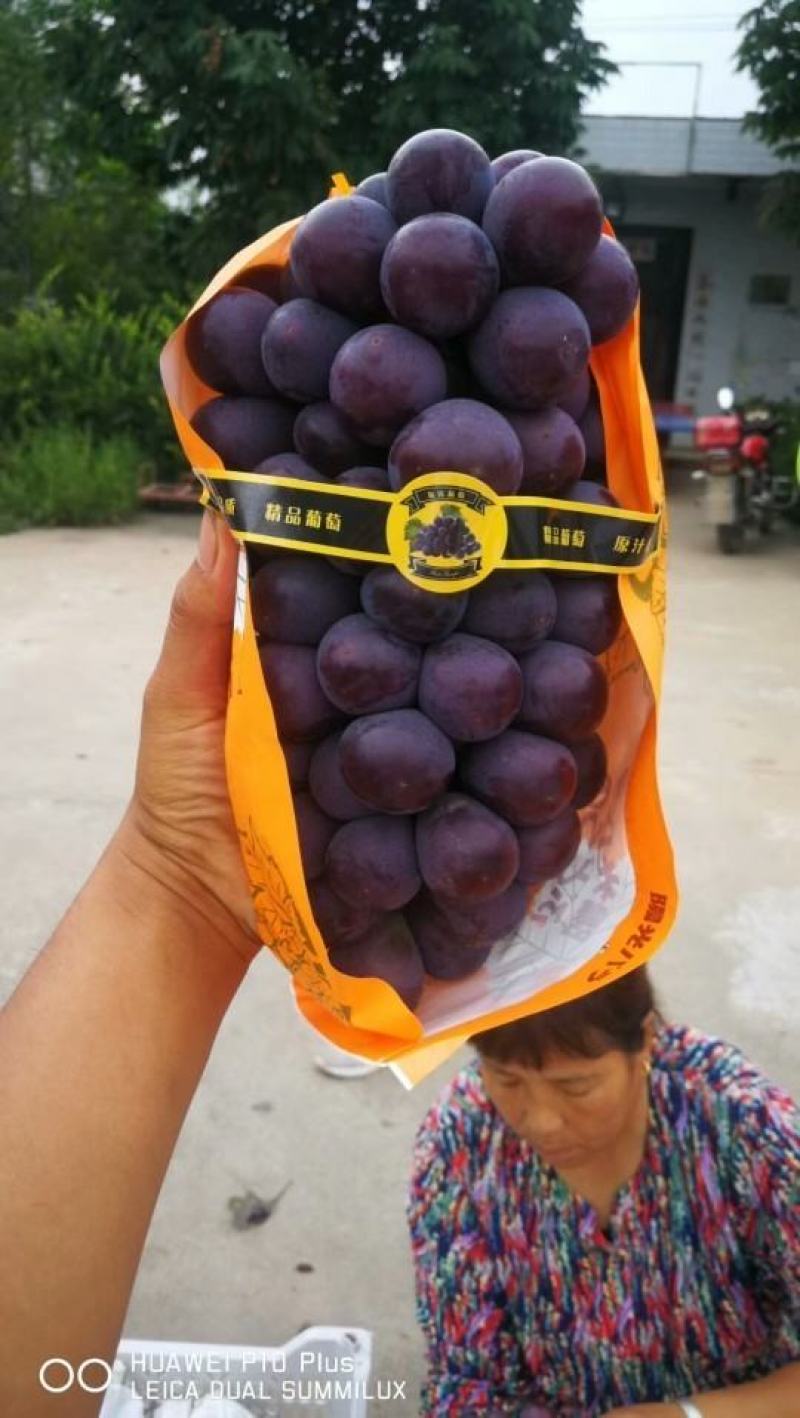 陕西正品户太八号葡萄大量上市，可视频看货，各种规则选择