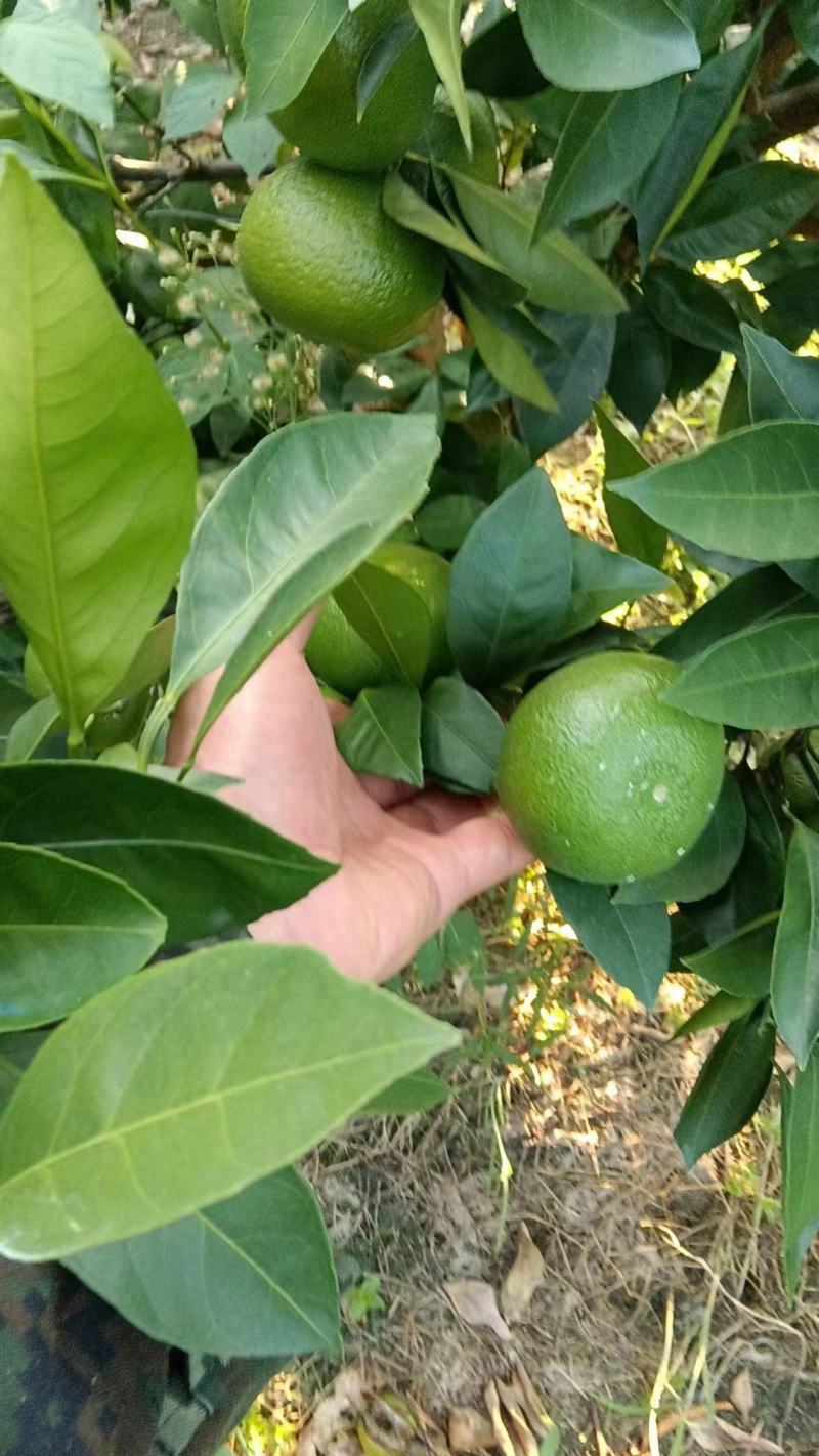 【推荐】福建蜜橘橘子大量供应保质保量对接全国客商可视频看