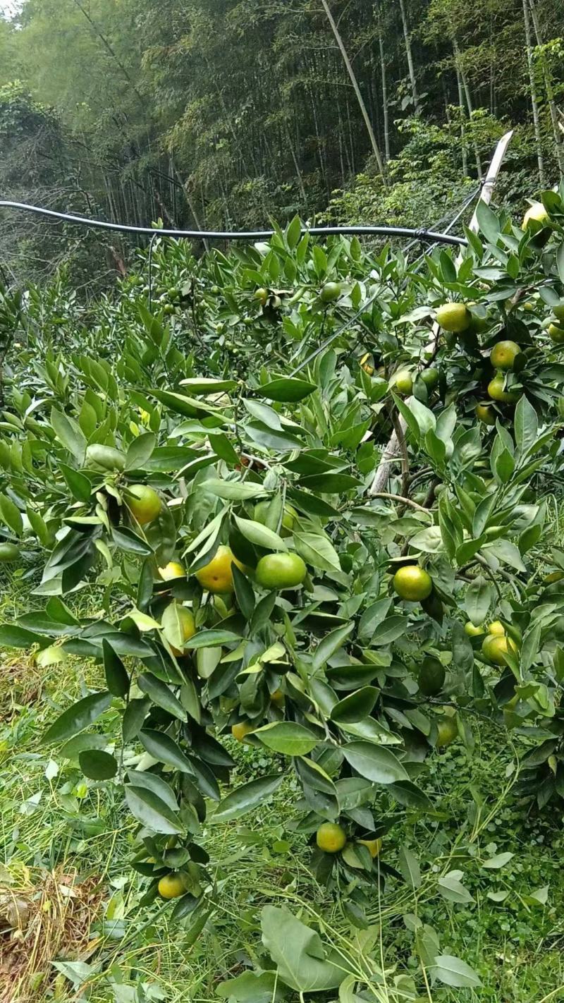 【推荐】福建蜜橘橘子大量供应保质保量对接全国客商可视频看