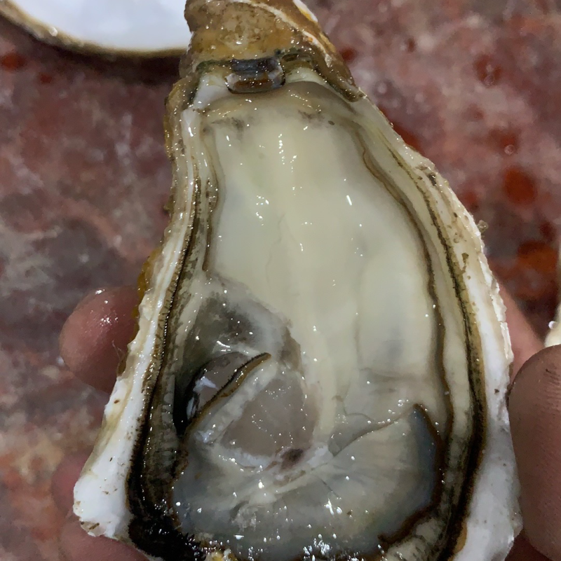 绳子三倍体，绿壳小钢炮