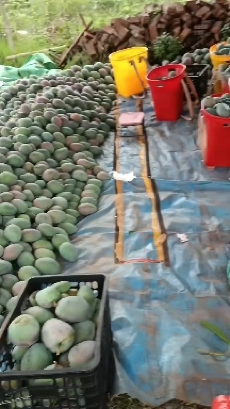 云南华坪县晚熟芒果，甜度高