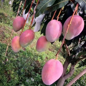 云南华坪县晚熟芒果，甜度高