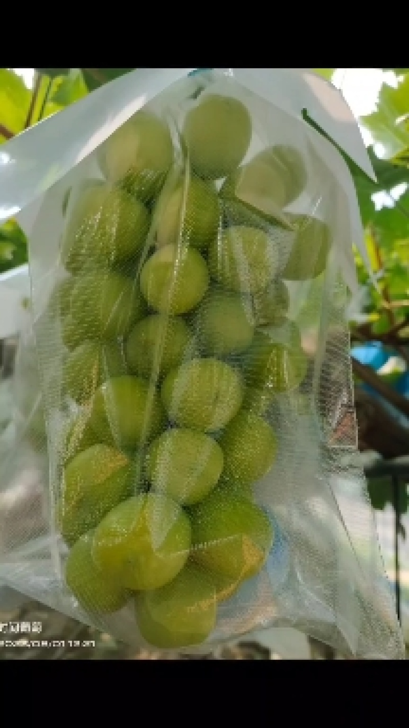 河南开封优质阳光玫瑰葡萄大量有货保质保量可视频看货欢迎电联