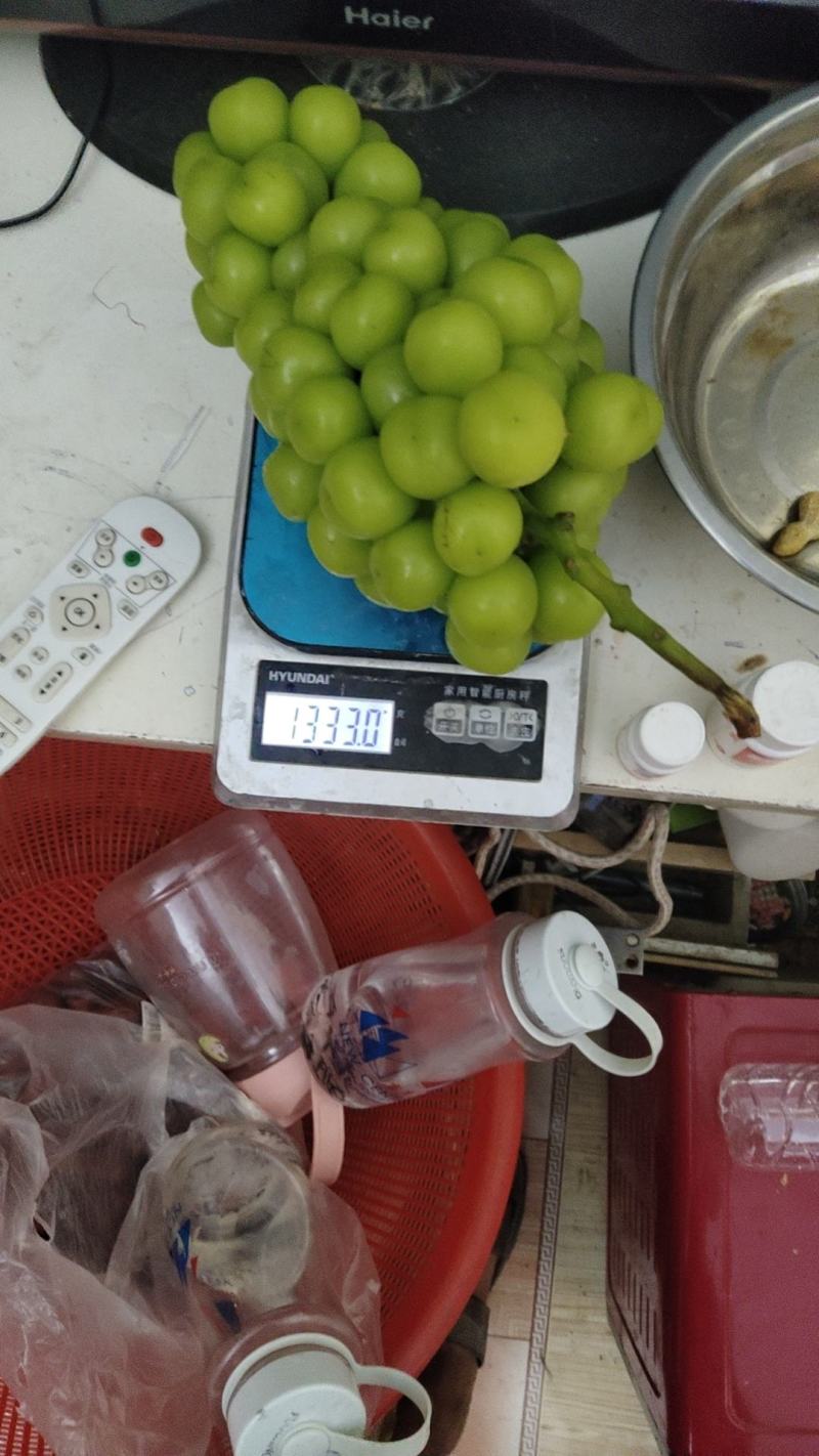 河南开封优质阳光玫瑰葡萄大量有货保质保量可视频看货欢迎电联