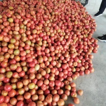 优质番茄，量大从优，产地直发，欢迎下单