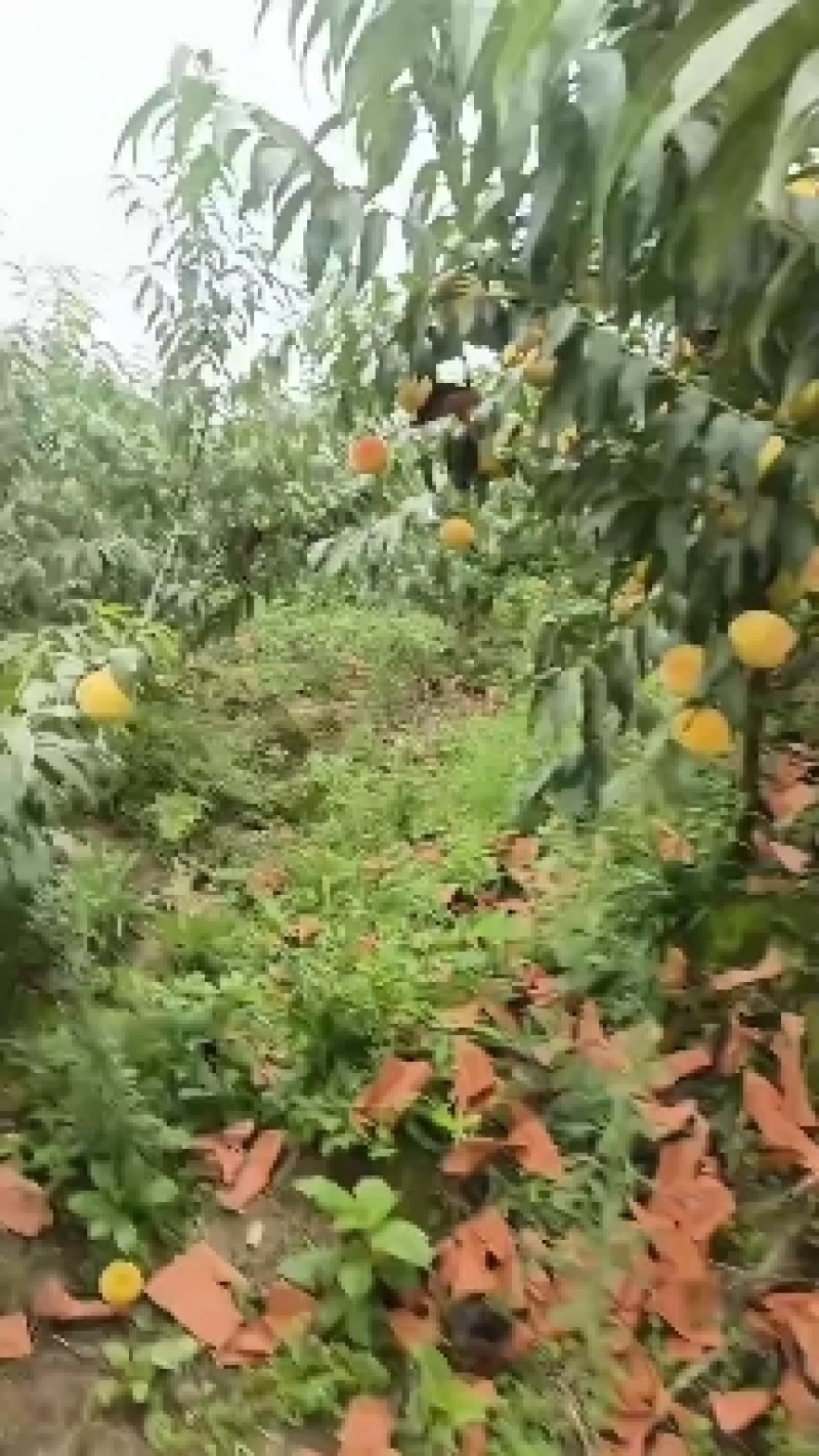 黄桃