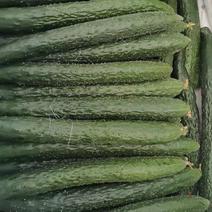 优质黄瓜，长期供应，量大从优，产地直发。