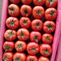 [推荐]贵州西红柿大红西红柿产地直发全国发货