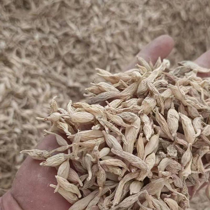 2023年产新麦冬，农村药材收购点直销，农户自然晒干