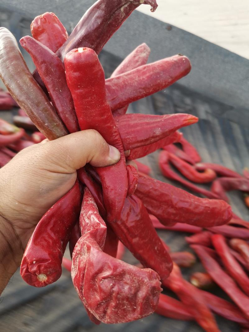 巴彦淖尔市鲜红辣椒大量上市产地直销欢迎来电咨询