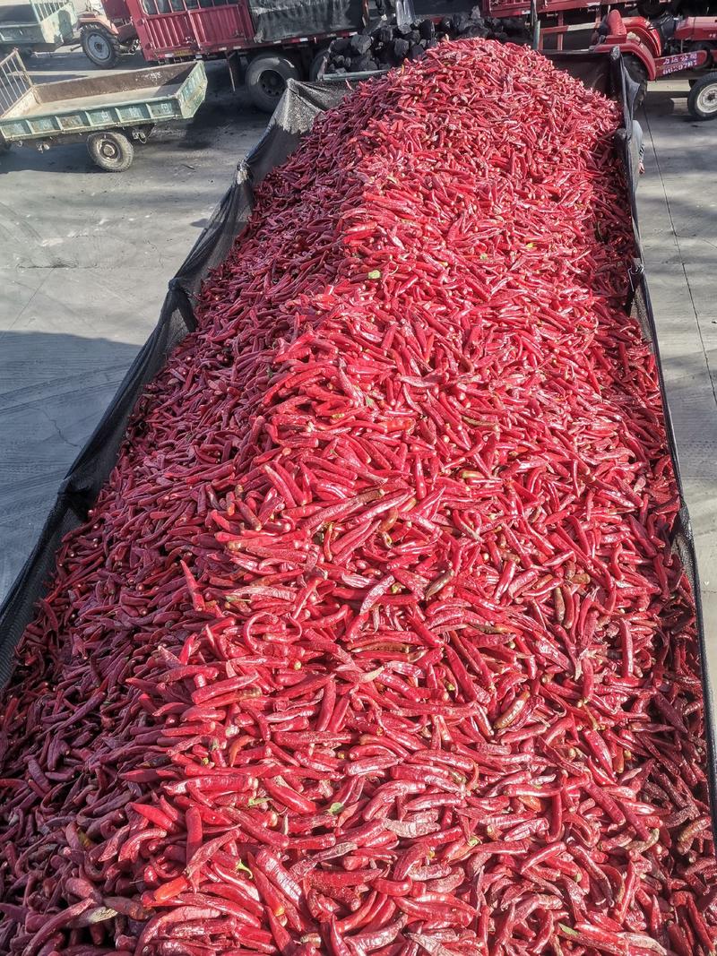巴彦淖尔市鲜红辣椒大量上市产地直销欢迎来电咨询