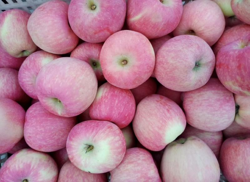 膜袋新红星苹果产地大量现货批发，福利果，红富士苹果