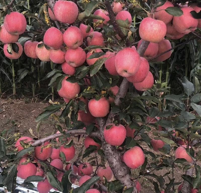 膜袋新红星苹果产地大量现货批发，福利果，红富士苹果