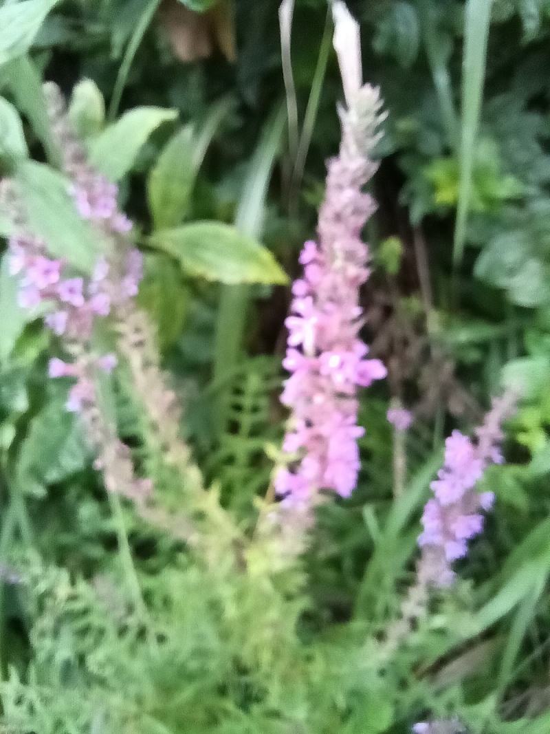 千屈菜又名：对叶莲、鸡骨草、大钓鱼竿、乌鸡腿、对牙草、